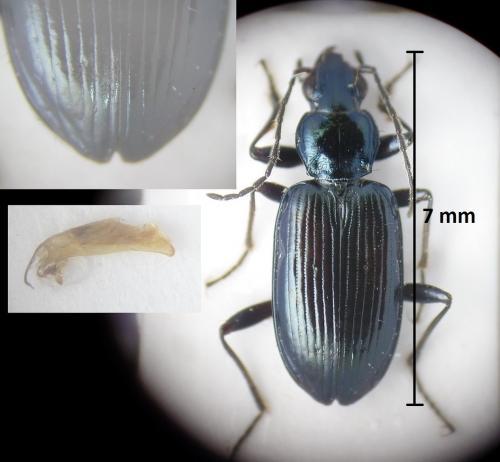 Réf. 188 364 : Bembidion sp.